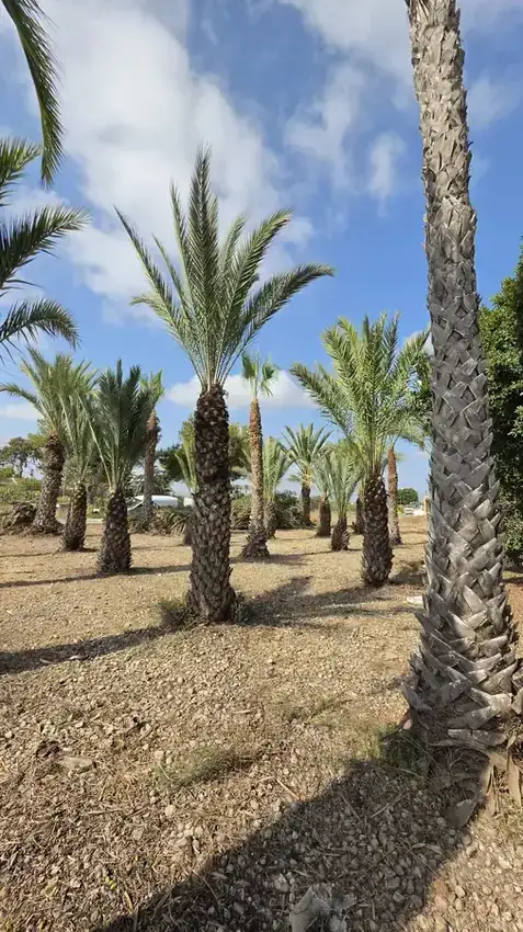 Desbroce de parcela realizado por Ramas Talas y Podas, empresa de desbroce en Alicante
