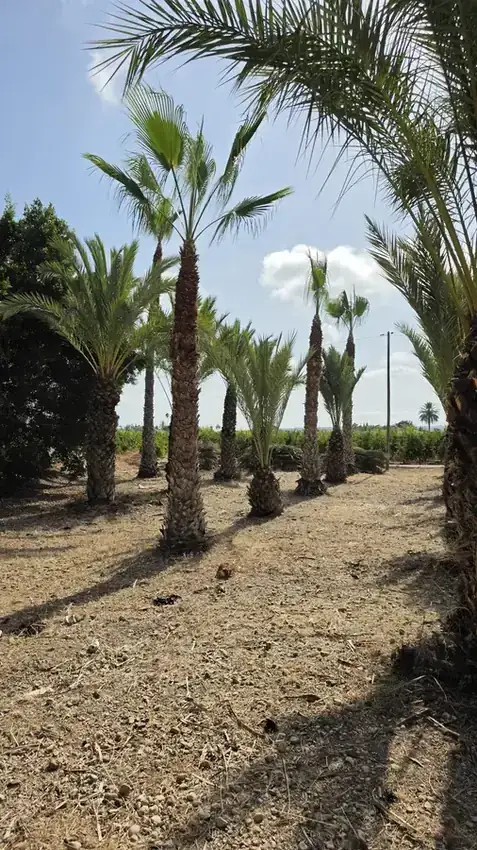 Terreno desbrozado por desbrozadora forestal, servicio disponible en Alicante