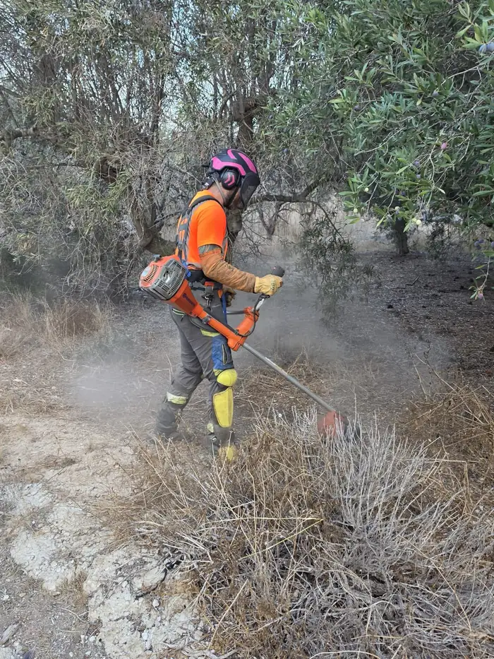 Operario trabajando en el desbroce de zona de olivos en Elche