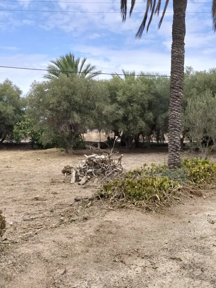 Restos de poda retirados junto a palmera tras desbroce en Elche