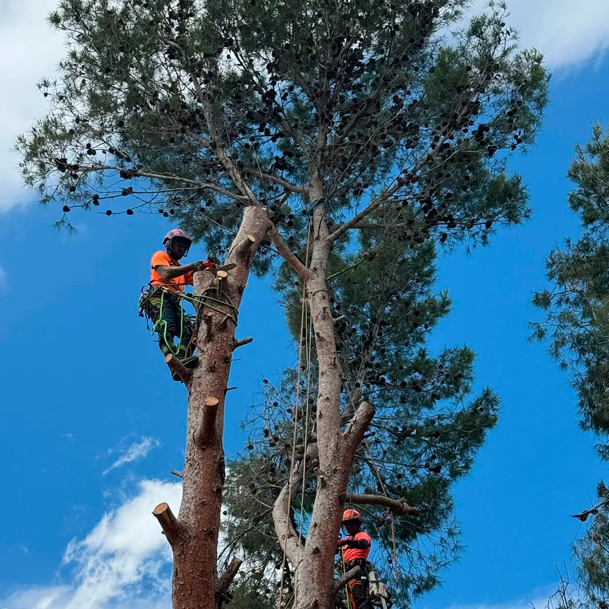 Tala de palmera con maquinaria en Elche – Ramas Talas y Podas
