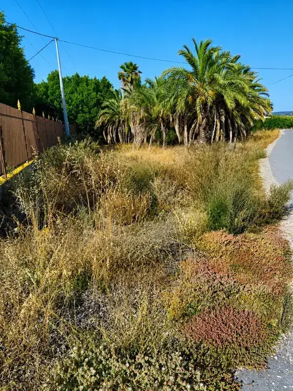 Maleza y vegetación sin control antes del desbroce en Elche