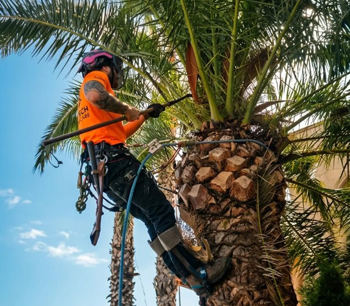 Tala de árbol con grúa en Alicante – empresa especializada en trabajos en altura