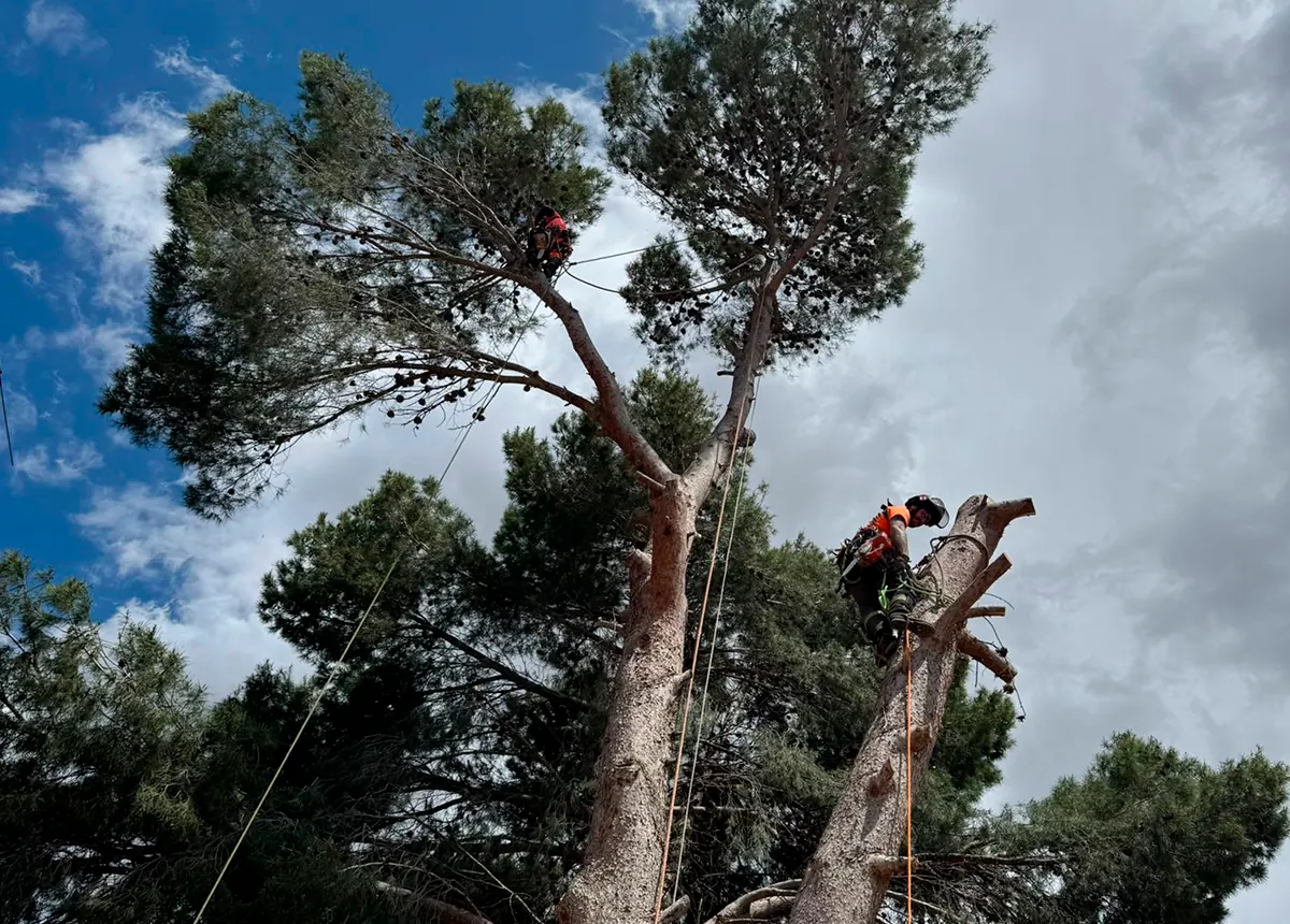 Equipo Ramas realizando tala de árboles en la provincia de Alicante