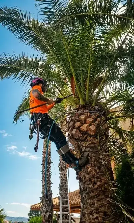 Poda de palmera en altura con arnés en Elche