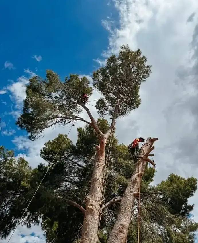 Equipo trabajando en tala de pinos en Sax, Alicante
