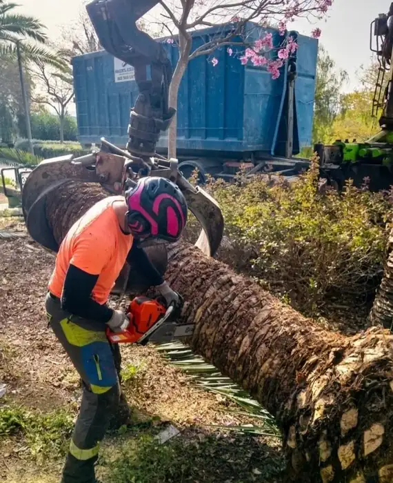 Tala de palmera con motosierra Husqvarna en Murcia
