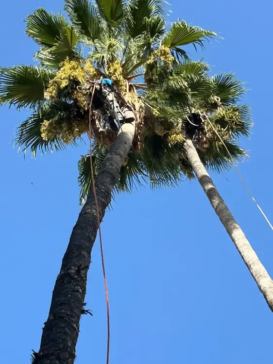 Operario trabajando en altura en poda de palmera en Murcia