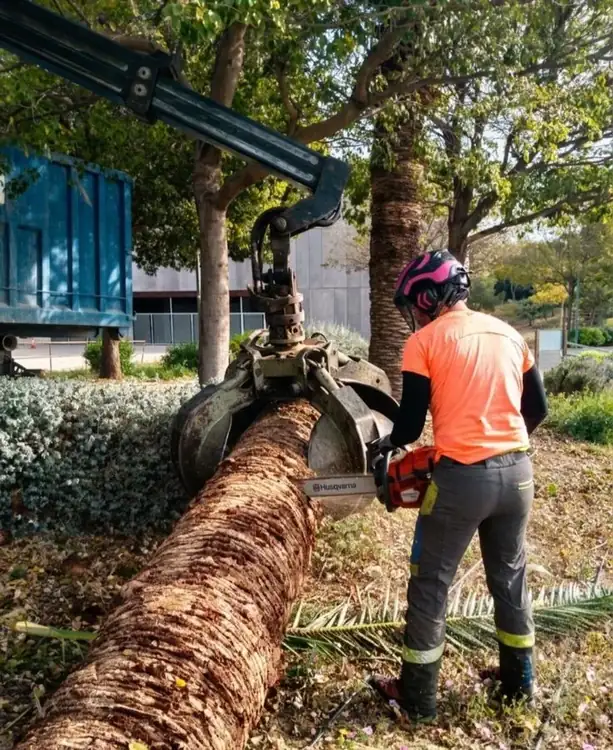 Tala de palmera con maquinaria en Murcia