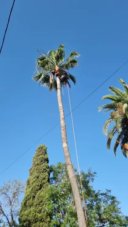 Antes de la poda de palmera en Villafranqueza, Elche