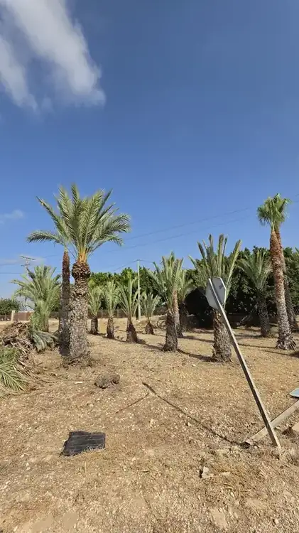 Palmeras podadas en Las Bayas, Elche
